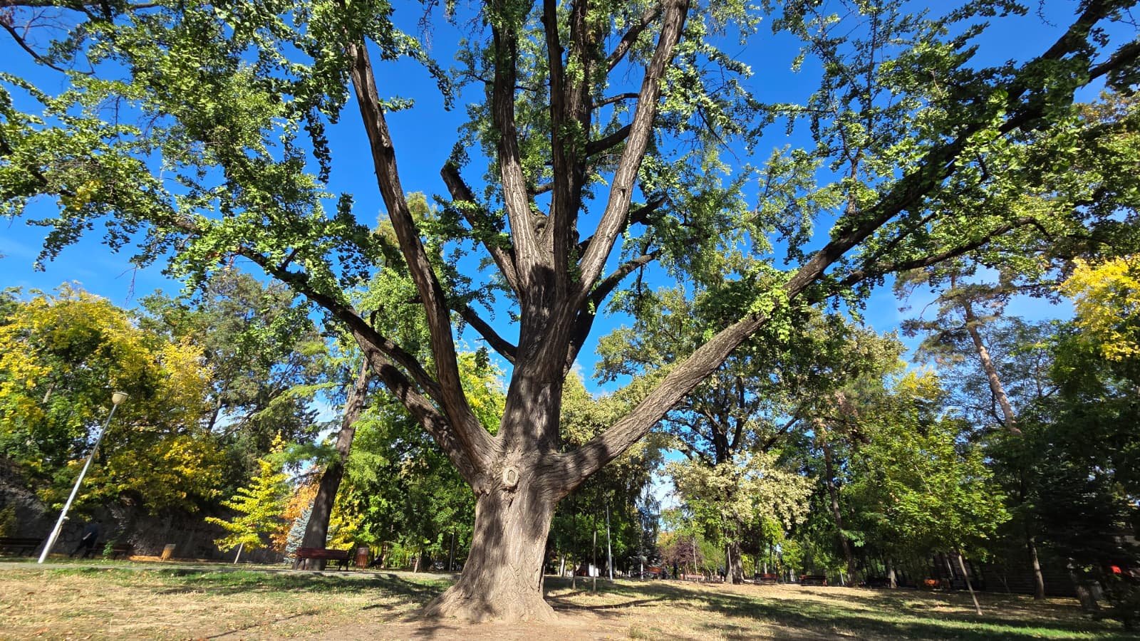 Ginkgo biloba matur cu trunchi gros si ramuri largi intr-un parc din Timisoara